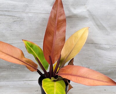 Philodendron Red Sun ,Philodendron McColley's Finale in 3'' Pot