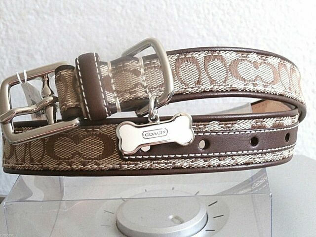 coach dog collar large