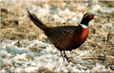Ring-Neck Pheasant National Wildlife Refugees Postcard E12