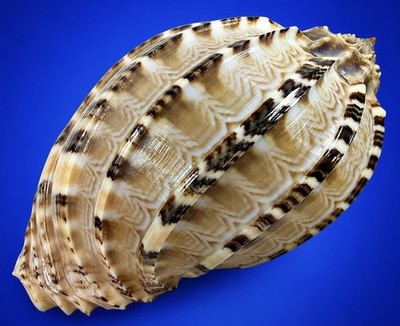 Giant Harpa Articularis Shell 98.2mm GEM Black Sand Harpa shell w/data label