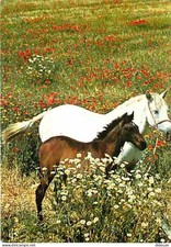 Carte Postale - Animaux - Chevaux - Pouliche et son Poulain - En Pature - CPM -