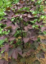 30 Burgundy Leaf with GREEN LINT Cotton Seed Extremely Rare Heirloom Ornamental 