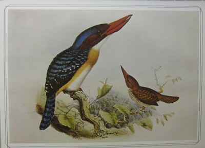 Schöner Vogel Druck ~ Banded Kingfisher ~ Joseph Gerrard Keulemans