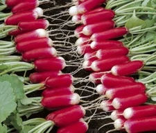 1/4oz - 1600+ seeds French Breakfast Radish Bulk Radishes | NON-GMO | Heirloom 