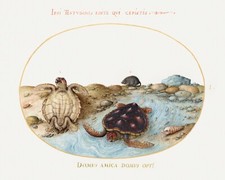 14120.Decor Poster.Room wall art design.Hoefnagel drawing.Animal world.Turtles