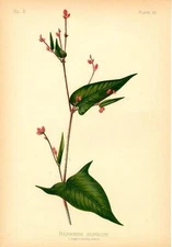 Halberd Leaved Tear Thumb - Polygonum Arifolium - Botanical -Thomas Meehan -1878