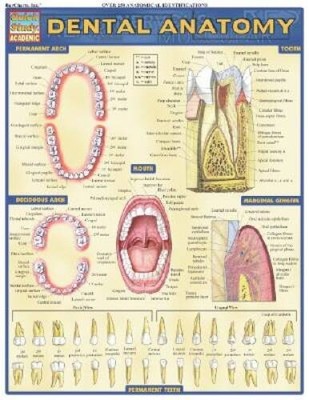 Dental Anatomy (Quickstudy: Academic) - Pamphlet By BarCharts, Inc - GOOD