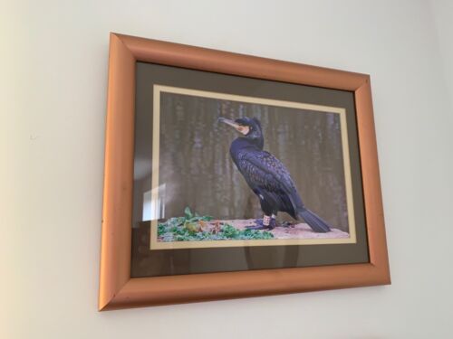Awesome framed photo of a Cormorant - Picture 2 of 3