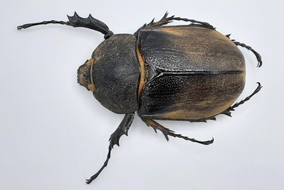 Dynastinae, Megasoma elephas, female, A1, 69 mm, XL, Mexico, WILD #DS413