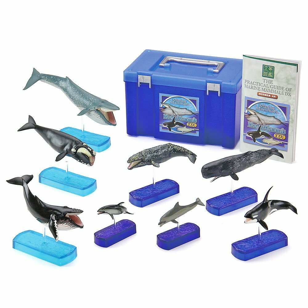Colorata 3D Visual Dictionary Real Figure Box Marine Mammals