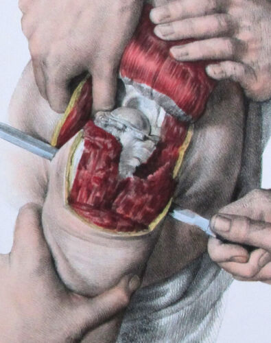 1866,HUMAN ANATOMY N. H. JACOB HAND COLOR  XAY - Picture 1 of 5
