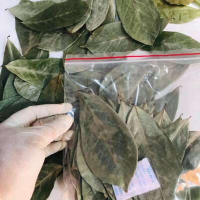 Dried Soursop Tea Leaves, 2oz Graviola Loose Leaf Herbal Tea - Hojas De Guanabana Seca
