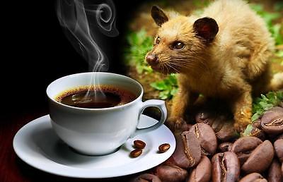 AUTHENTIC KOPI LUWAK C O F F E E, 100% REAL!!! 1/2lb | eBay AUTHENTIC KOPI LUWAK C O F F E E, 100% REAL!!! 1/2lb | eBay