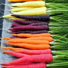 300 RAINBOW CARROT SEEDS ~ heirloomseedguy ~ 2026 ~ NON-GMO