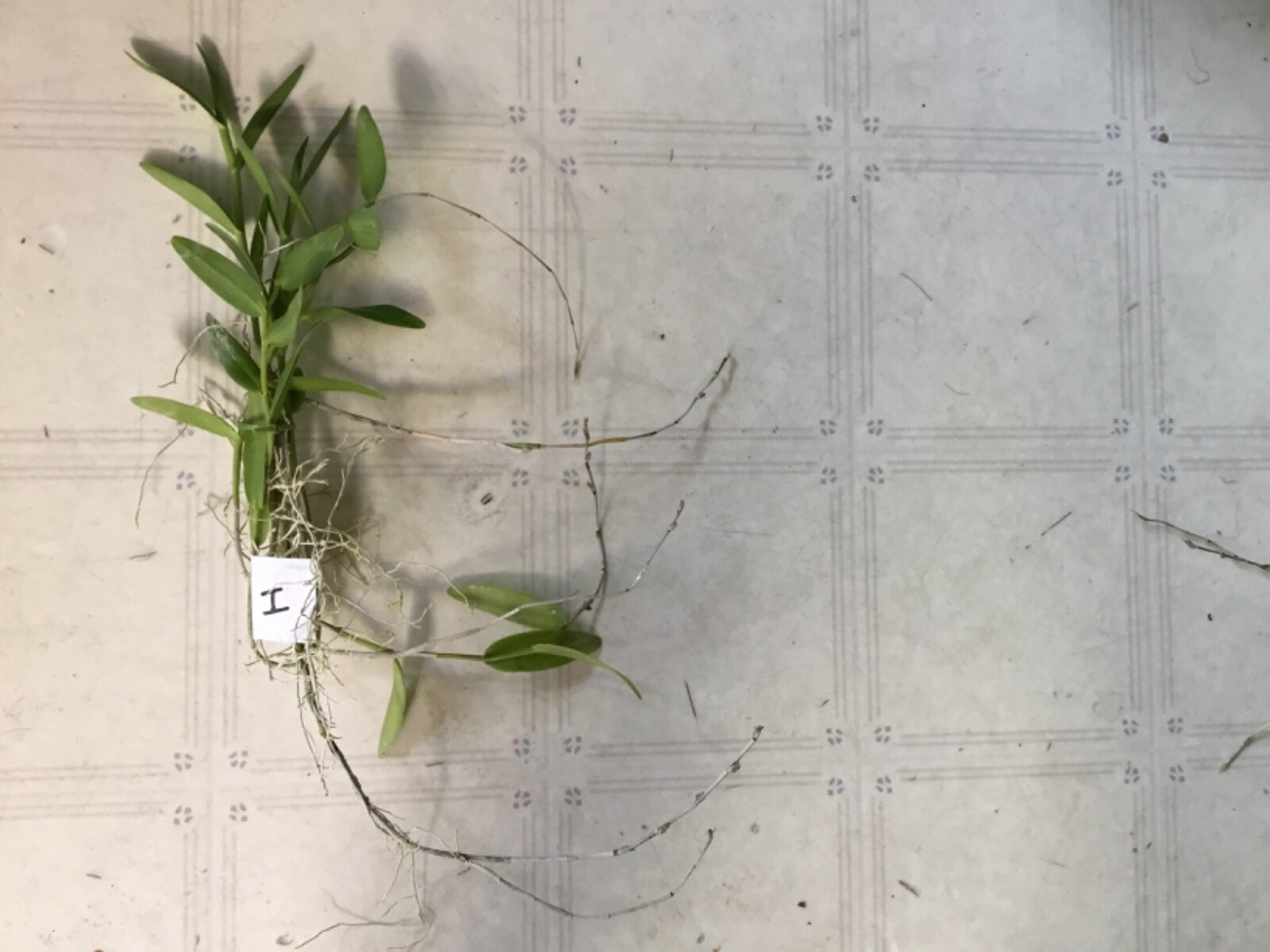 orchids Dendrobium crumenatum - Picture 2 of 4