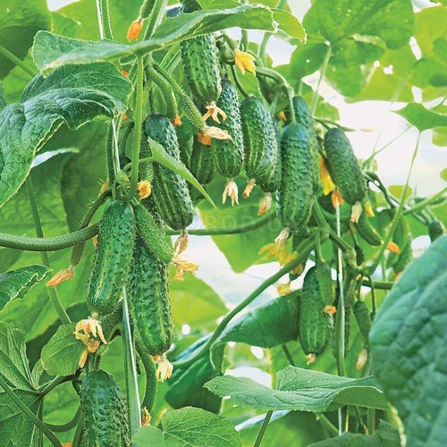 Seeds Cucumber Zubrenok F1 Early Vegetable Giant Organic Heirloom NON-GMO - Picture 3 of 12
