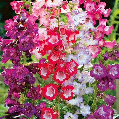 50 Vibrant Penstemon Mixed Flower Seeds Beard Tongue Bee Butterfly Long Bloom UK - Picture 3 of 3
