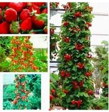 25+ Strawberry Seeds, Non-GMO, Heirloom Fruit Seeds USA Seller & Free Shipping