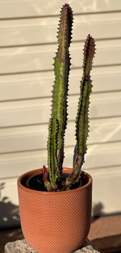 EUPHORBIA TRIGONA 'ROYAL RED' CUTTINGS 'AFRICAN MILK TREE' CACTUS SUCCULENT 7-7 - Picture 2 of 8