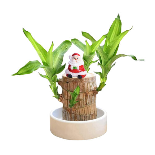 Christmas Decor Brazilian Wood Lucky Plant Brazil Potted Plant with Tray & Santa - Picture 8 of 33