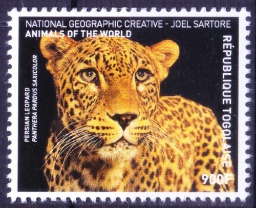 Togo 2016 MNH, Big Cats, Balochistan leopard Wild animals