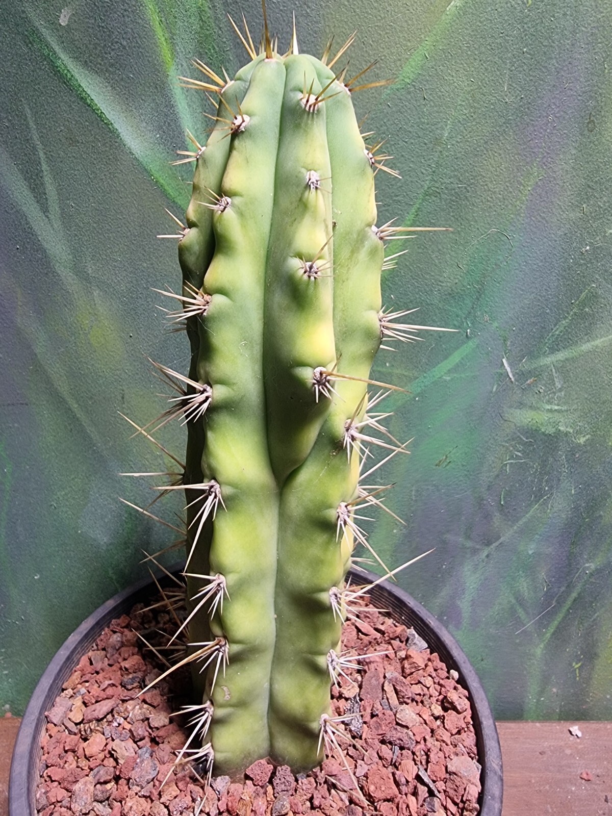 Picture 7 of 8