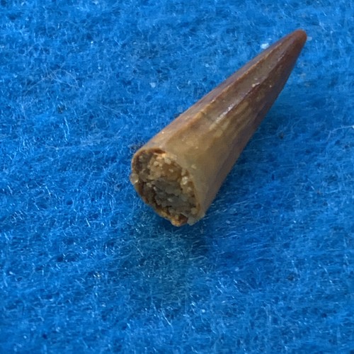Dinosaur Age Crocodile Tooth Fossil in Display Case - Picture 7 of 8