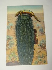 Vintage Postcard Gila Monster Lizard Reptile on Cactus