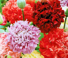 GIANT POPPY SEEDS - MIX OF BRIGHT PINK RED BURGUNDY LILAC DOUBLE FLOWERS 