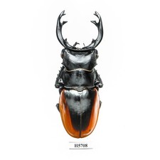 BEETLE, INSECT -H5708. Lucanidae: Odontolabis cuvera fallaciosa - 85MM, VIETNAM