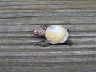 Sea shell turtle,with driftwood-from Felixstowe beach,Suffolk.Mermaids decor