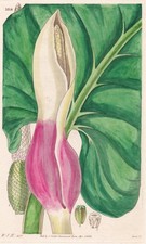 Caladium Fragrantissimum Cuyana Impression Botanique De Fleurs Curtis 3314