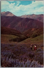 Postcard Southern California Blue Lupine Scenic View of Foothills