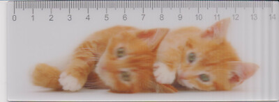 3D - Lineal: zwei niedliche kleine rote Katze - two Ginger kittens - chatons