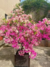 Bougainvillea 'Makris' Live Plant 2-3 Gal Vine Easy Care Multicolor