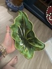 Two Vintage DeForest Of California Green Leaf Pottery Mid Century Retro Dishes — photo 5