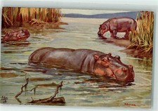 39191066 - signed B. Butler Tuck Card Wild Animals Postcard Hippo