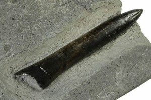 Fossil Belemnite Rostrum 3.55" Passaloteuthis Holzmaden Germany COA 7217