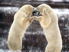 65000 Sparring Polar Bears Wall Decor Print Poster