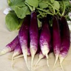 Radish French Breakfast RADISH FELICIA SEEDS Seeds Purple Radish Vegetable Seeds
