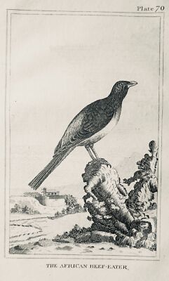 um 1812 antiker Vogeldruck DER AFRIKANISCHE RINDFLEISCHFRESSER vom Grafen de Buffon
