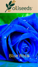 Blue Rose Seeds Ornamental Rose Flower Garden Plant Mixed Blue Shades UK