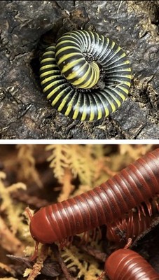 10  live Scarlet millipedes and Bumblebee millipedes Mix, Plus Extras!