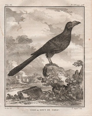 Anis Ani Riesenani Kuckuck bird Cuckoo Vögel Kupferstich engraving Buffon 1780