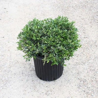 Yaupon Holly Bush 3 Per Order Live Rooted
