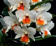 Dendrobium Roongkamol Vejvarut (Dawn Maree x formosum) (3” pot)