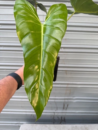 PHILODENDRON BERNARDOPAZII AKA SUPERBUM
