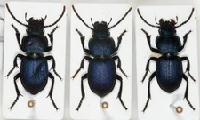 Carabidae: sp. 3 pcs - from  Greece