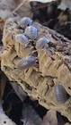 25+ Porcellio dilatatus (Giant Canyon) Isopods — photo 2