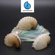 Natural Paper Nautilus Shell: Craft & Coastal...
